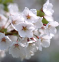 桜開花予想